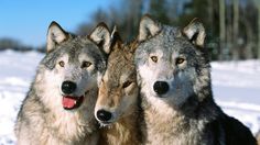 three gray wolfs are standing in the snow with their heads turned towards the camera