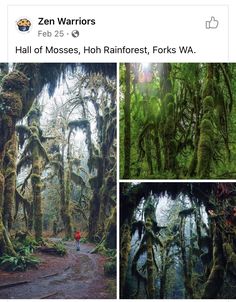 three pictures of trees covered in moss and one has a person walking down the path