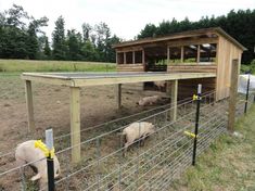 two sheep in a fenced off area next to a building