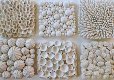 several different types of sea shells arranged in rows on a white surface with black dots