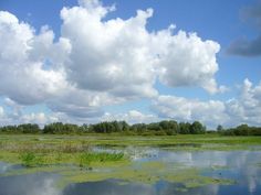 the sky is filled with clouds and some water lilies are in the foreground