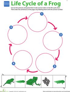 the life cycle of a frog worksheet