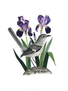 a bird sitting on top of a rock next to purple irises and green leaves