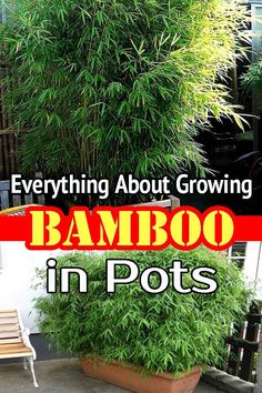 an image of bamboo in pots with text overlay that reads everything about growing bamboo in pots