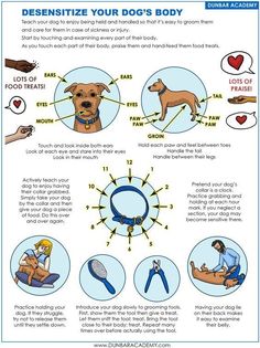 a poster with instructions on how to use the dog's collar