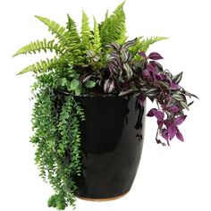 a potted plant with purple flowers and green leaves on the bottom, in front of a white background