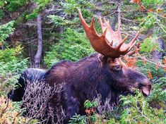 a moose with large antlers standing in the woods next to some bushes and trees