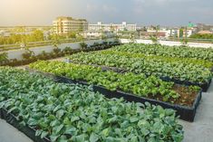 several rows of green plants in plastic containers on the roof of a building with buildings in the background