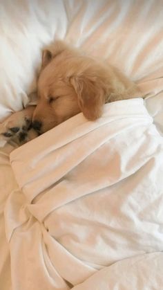 a brown dog laying in bed with white sheets on it's sides and his head resting on the pillow