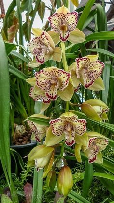 yellow and red orchids are growing in the garden