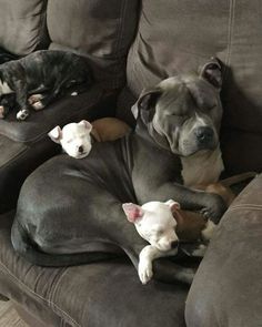 two dogs are sleeping on the couch with their heads resting on each other's back