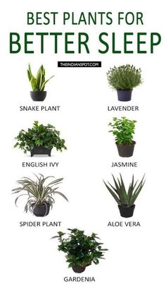 the best plants for better sleep