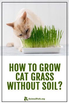 a cat sniffing grass in a bowl with the words how to grow cat grass without soil?