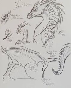 some drawings of different types of dragon