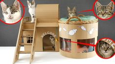 two kittens sitting on top of a cardboard cat house with instructions to put in it