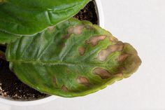 a green leaf with brown spots on it sitting in a white potted planter