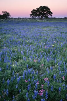 a field full of blue and pink flowers with a lone tree in the background at sunset