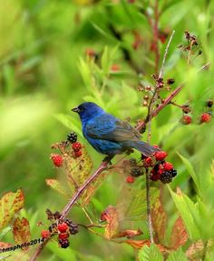 a blue bird sitting on top of a tree branch with berries and leaves around it