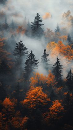 trees in the fog with yellow leaves on them and some white clouds behind them, as seen from above