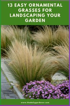 some purple flowers and grass with the words 13 easy ornamental grasses for landscaping your garden