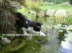 a black and white dog standing next to a pond with water lilies in it