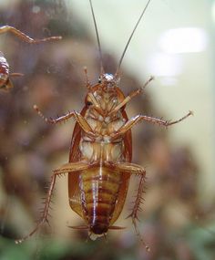 a close up of a cockroach on a glass surface with other cockroaches in the background