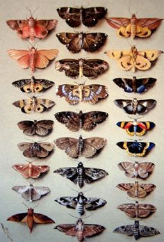 a group of moths sitting on top of a white wall