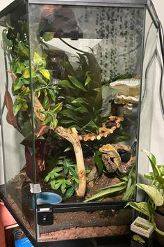 an aquarium filled with lots of plants and other things on top of a table in front of a wall