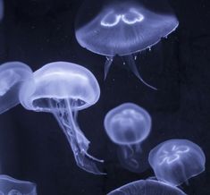 some very pretty jellyfish in the water