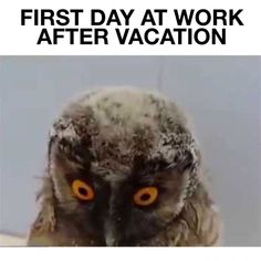 an owl with orange eyes sitting in front of a sign that says first day at work after vacation