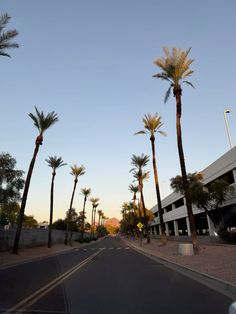 palm trees line the street in front of a building