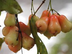 rose apple Benefits Of Water, Lau Lau, Rose Apple, This Is Water, Fruit Love, Apple Roses, Fruit Stands