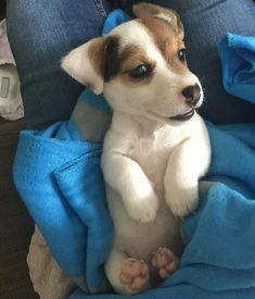 a small dog sitting on top of a blue blanket