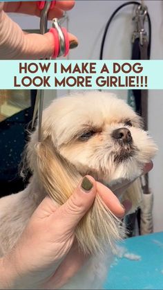 Maltipoo Grooming, Happy Thursday Evening, Grooming Yorkies, Grooming Ideas, Yorkie Haircuts