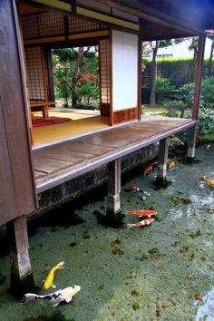 a japanese style house with koi fish in the water and grass on the ground