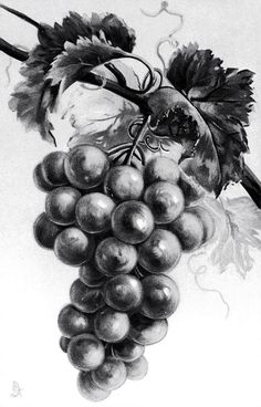 a black and white drawing of some grapes