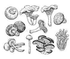 hand drawn mushrooms set on white paper background stock photo - 1387982