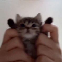 a small kitten is being held in someone's hands while they are looking at the camera