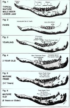 four different types of teeth and their functions in the mouth, from an old book