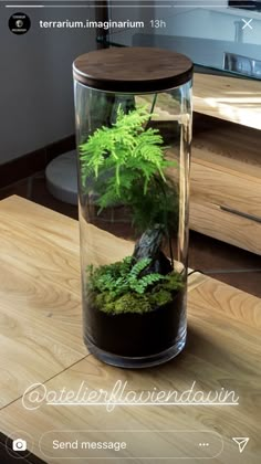 a small green plant in a glass container on a wooden table next to a mirror