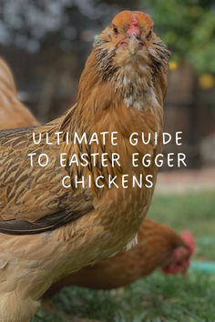 Ultimate Guide to Easter Egger Chickens