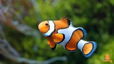 an orange and white clown fish swimming in the water near some trees with green leaves