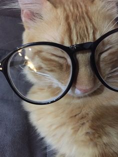 an orange cat wearing glasses with its eyes closed