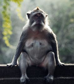 a small monkey sitting on top of a wooden ledge next to trees and bushes in the background