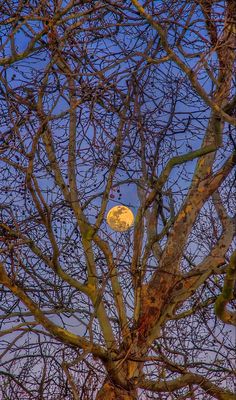 the moon is visible through the branches of a tree