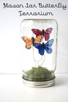 three butterflies in a glass jar with moss