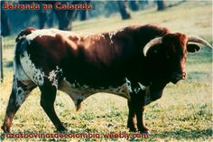 a brown and white cow standing on top of a grass covered field with trees in the background