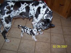 a black and white dog standing on top of a kitchen floor next to a baby dalmatian