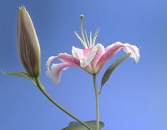 two pink and white flowers against a blue sky