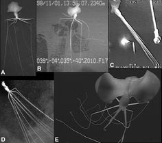 multiple images of the same object in black and white